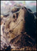 alligator snapper (up close)