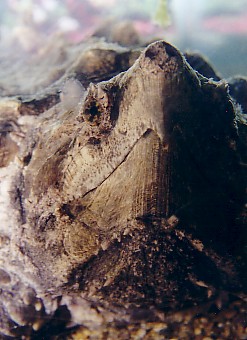 alligator snapper (up close)