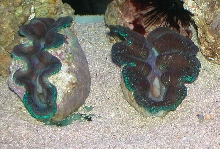Saltwater Photos