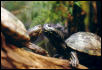 barbour's map turtles