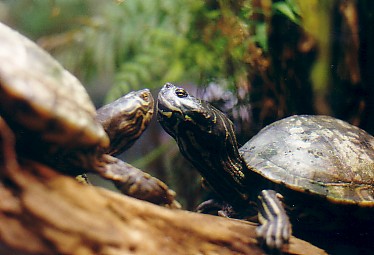 barbour's map turtles