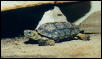 homopus signatus