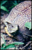 terrapene ornata luteola