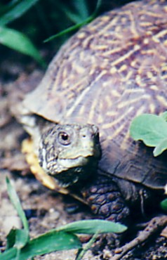 terrapene ornata luteola