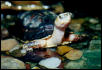 cuora mccordi