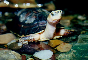 cuora mccordi