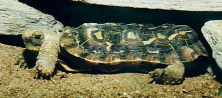 pancake tortoise