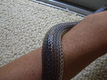 Mica - Sunbeam Snake