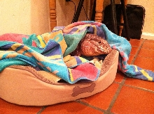 bedtime