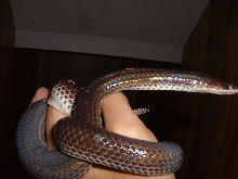 Mica - Sunbeam Snake