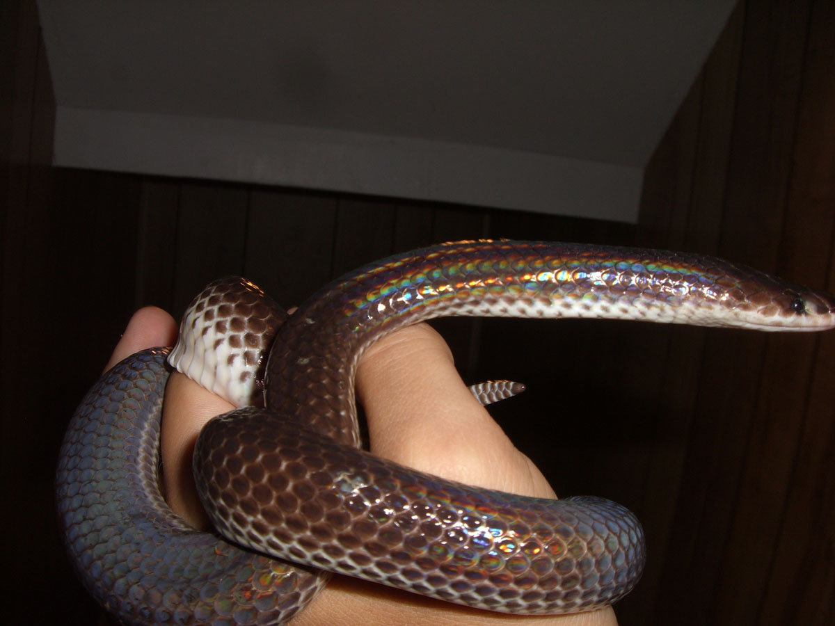 Mica - Sunbeam Snake