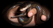 Mica - Sunbeam Snake