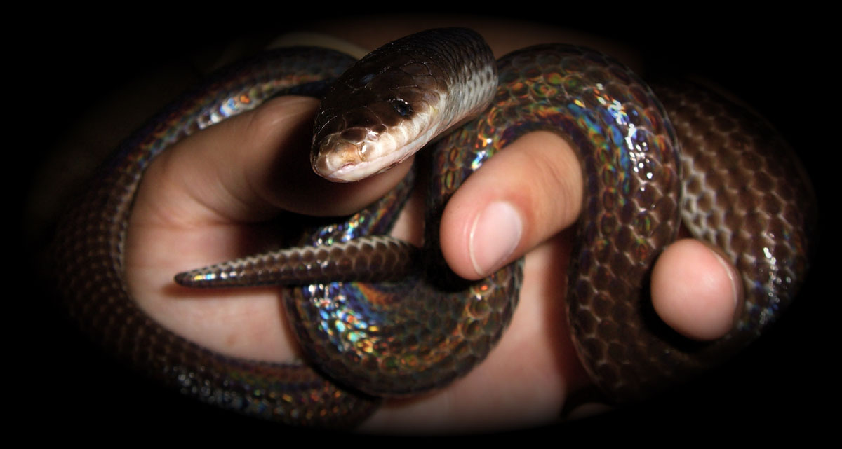 Mica - Sunbeam Snake