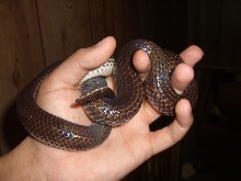 Mica - Sunbeam Snake