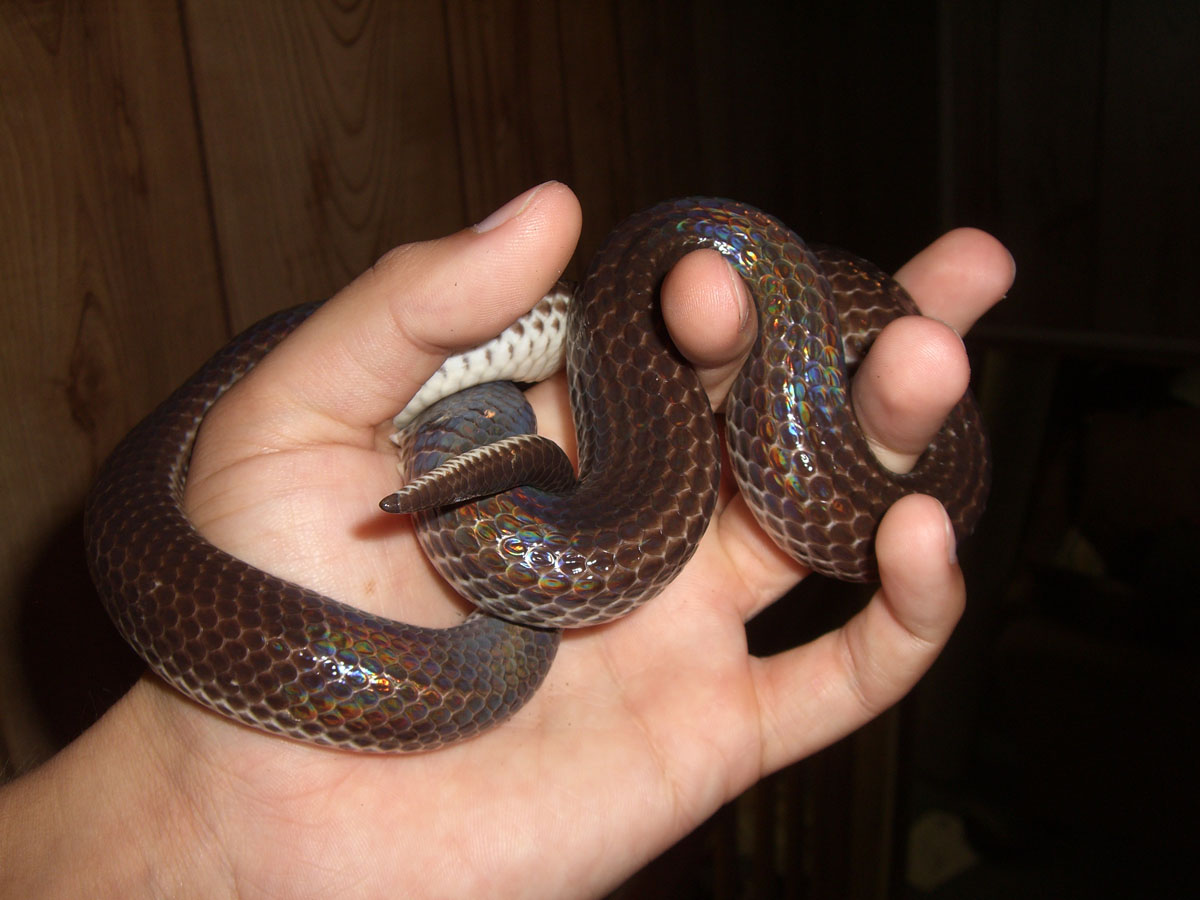 Mica - Sunbeam Snake