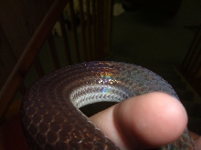 Mica - Sunbeam Snake