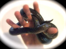 Mica - Sunbeam Snake