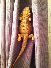 Climing the Curtain