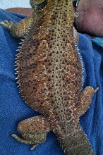 steve's darker self