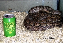 Female pregnant super dwarf