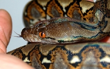 P.Reticulatus Bali.