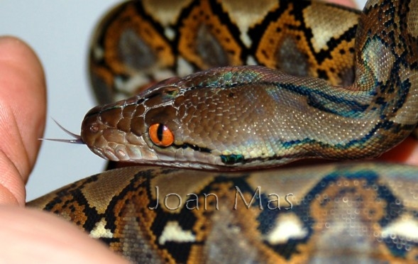 P.Reticulatus Bali.