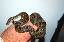 P.Reticulatus Bali