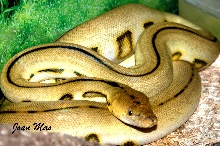 Female Super Tiger
