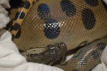 Eunectes Murinus.