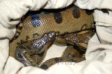 Eunectes murinus 1.1