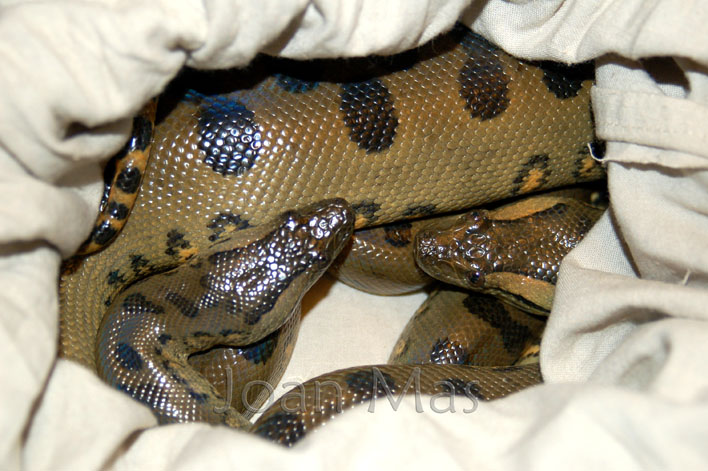 Eunectes murinus 1.1