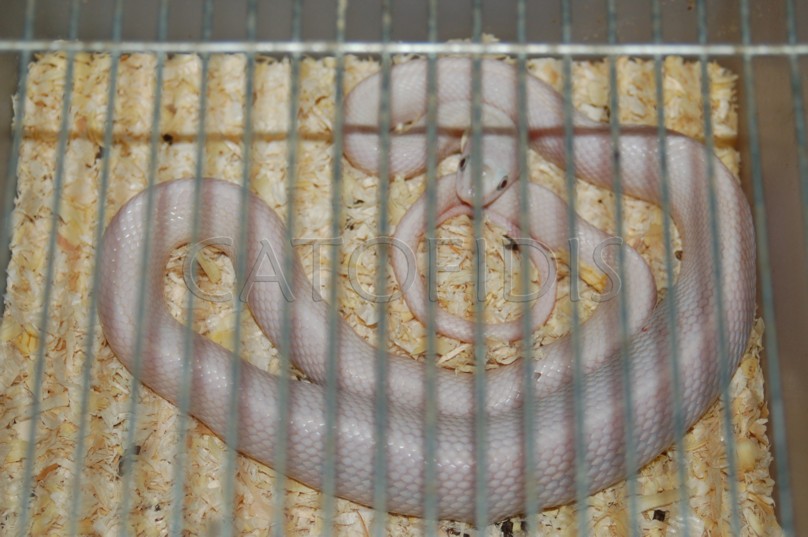 tragona entre rejas.