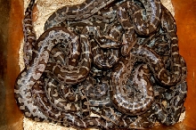 P.Pimbura