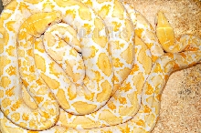 reti albinos 1.1