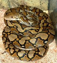 het albino