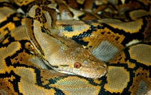 het albino