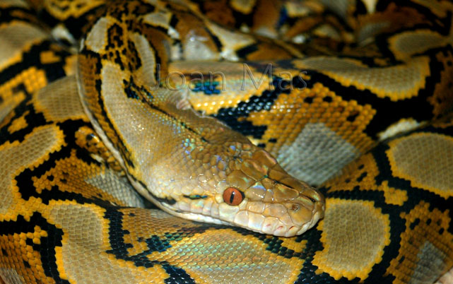 het albino
