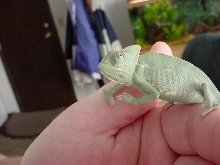 Picture #1 of my Veiled Chameleon