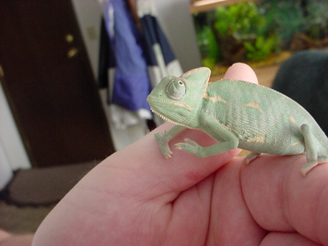 Picture #1 of my Veiled Chameleon