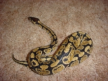 My male Ball Python