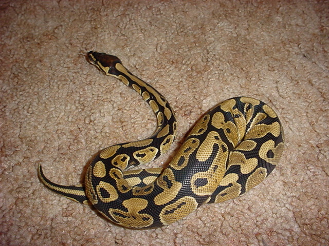 My male Ball Python