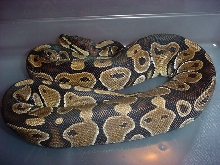 My Het Female Ball Python
