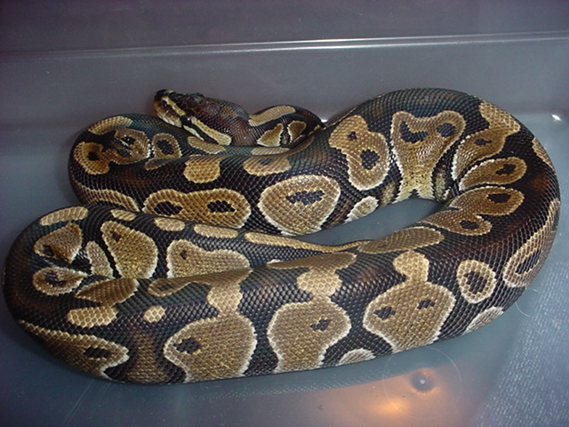 My Het Female Ball Python