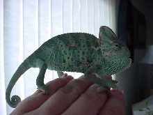 My Chameleon Chino