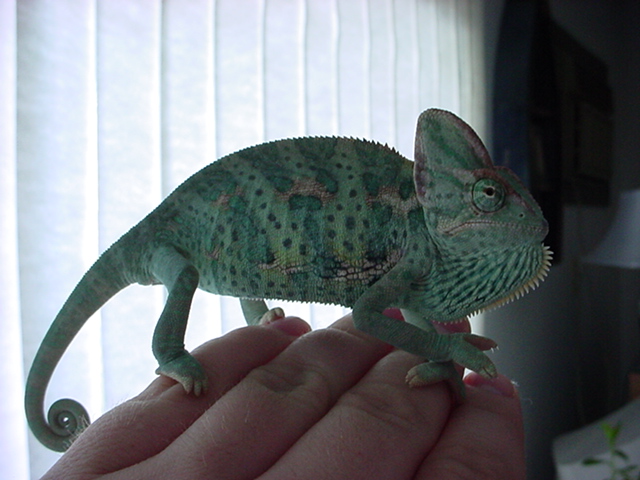 My Chameleon Chino