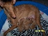 Deja's pups at two days old
