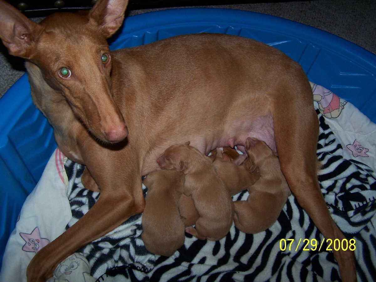 Deja's pups at two days old