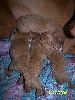 Dejas newborns