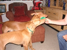 Ett and the Roarster playing