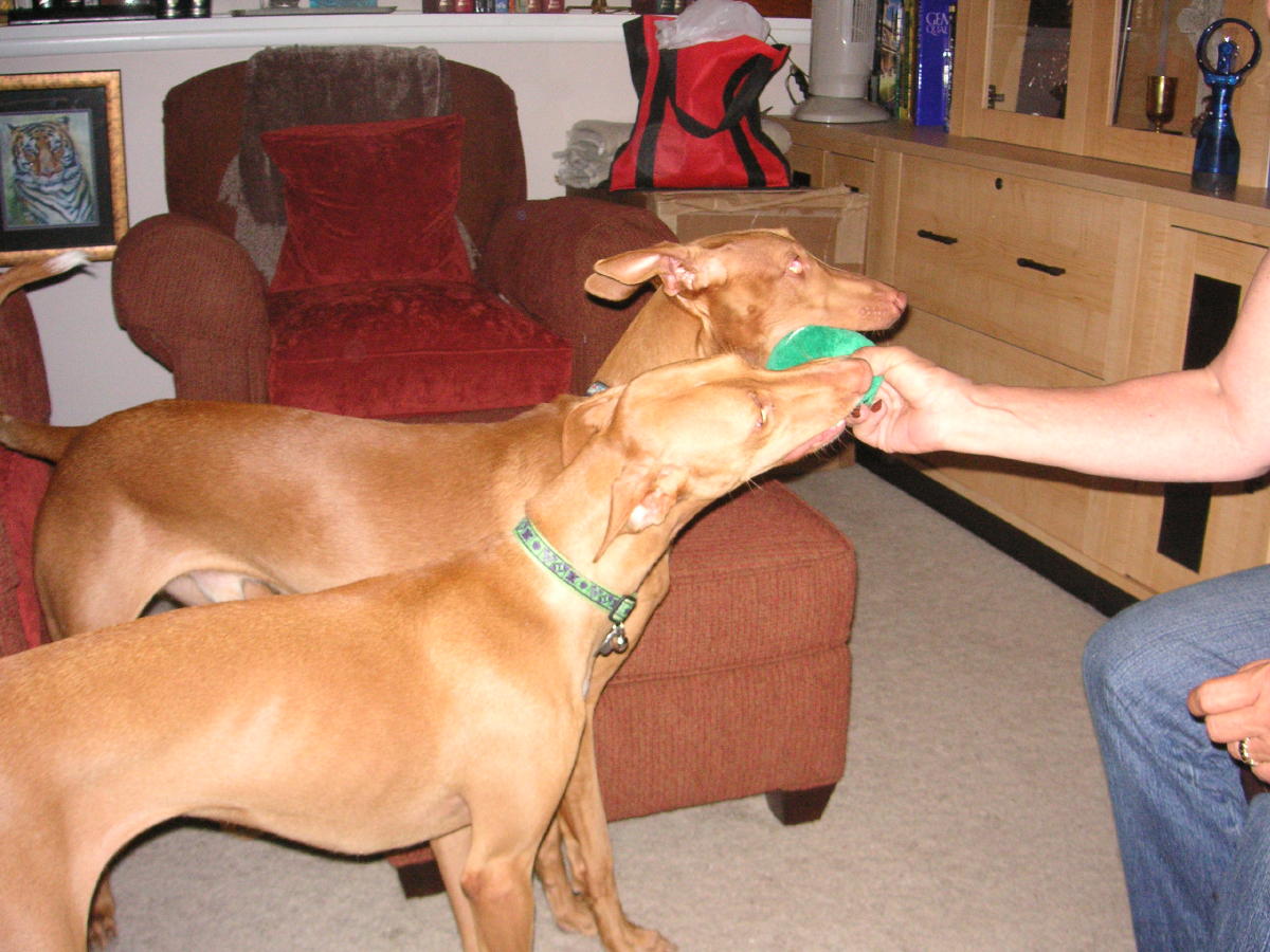 Ett and the Roarster playing